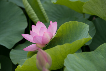 大賀ハスの花　千葉県千葉市　日本
