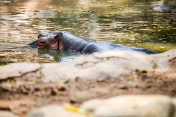 Fototapeta premium closeup single big adult brown hippopotamus swimming in green pond water