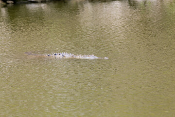 crocodile swimming