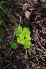 green three leaf clover in the forest