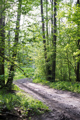 country road in a green forest
