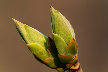 close up of a green plant. Fresh green leaves macro