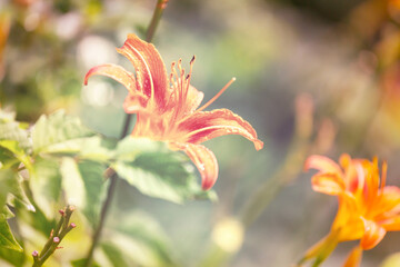 Obraz premium Flowers