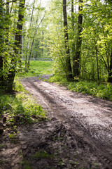 country road in a green forest