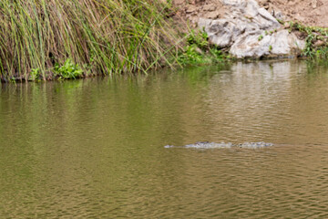 crocodile swimming