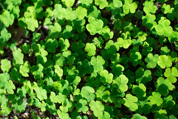 large clearing of three leafy green clover