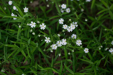 small white flowers on a background of green grass