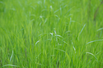 young green grass overall with dew drops