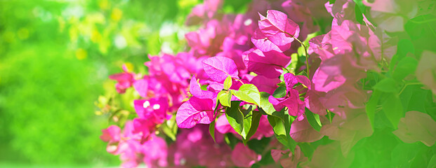 Pink flowers with bright greens