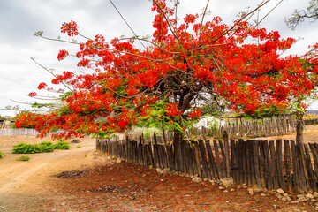 Delonix regia