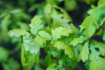 Fototapeta na wymiar green oak leaf close up