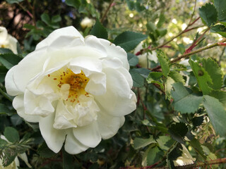 Blossoming white flower of a climbing rose on a branch. Close up