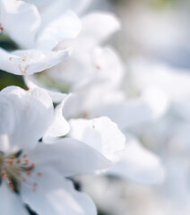 pink and white flowers of apple tree on a light background