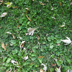 Grass Texture