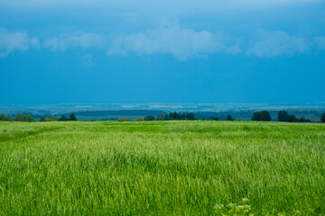  Lush green grass and blue sky with clouds.