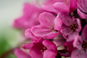 Fototapeta na wymiar pink apple tree flowers on a green background