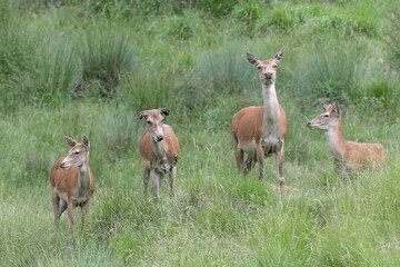 Naklejka na ściany i meble Herd of deer in alert (Cervus elaphus)