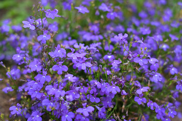 Obraz premium Many small filigree blue flowers.