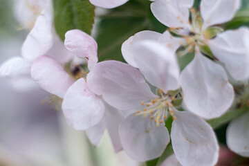 Fototapeta na wymiar white-pink flowers of apple trees among greenery