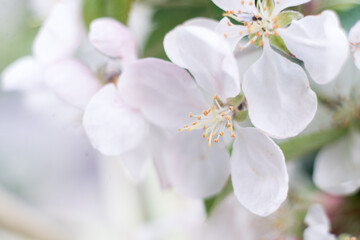 Naklejka na ściany i meble white-pink flowers of apple trees among greenery