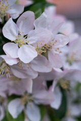 white-pink flowers of apple trees among greenery