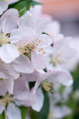 white-pink flowers of apple trees among greenery