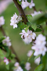 white-pink flowers of apple trees among greenery