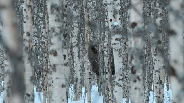 moose in winter birch tree forest