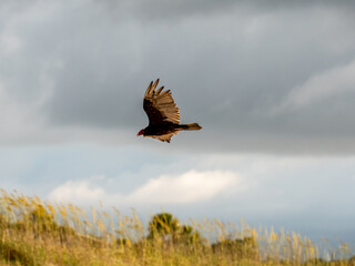 vulture flying over the beach