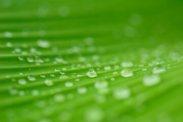 Banana leaf pattern after rain with water drops.