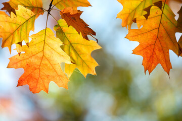 Close up of bright yellow and red maple leaves on fall tree branches with vibrant blurred background in autumn park.