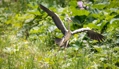 bird, reiher, tier, natur, wild lebende tiere, blau, schnabel, bird, grau