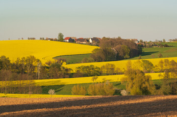Obraz premium Rapsfelder und Blick auf das Dorf. Deutschland.