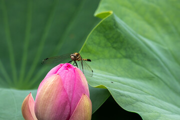 大賀ハスの池にいたトンボ　千葉県千葉市　日本