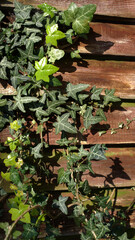 Vertical photo of green ivy on vintage wooden wall backgound