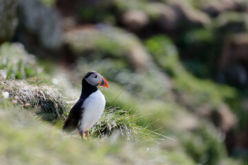 Little Puffin on Isle of Lunga in Scotland