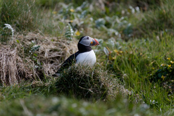 Little Puffin on Isle of Lunga in Scotland