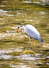 bird, reiher, tier, natur, wild lebende tiere, blau, schnabel, bird, grau
