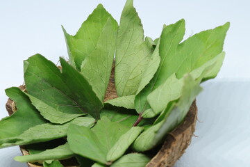 Rozelle leaves isolated on white background