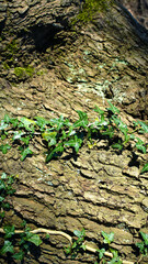 Vertical photo of green ivy on fabulous mysterious trunk of an old tree backdrop