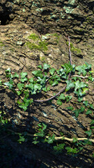 Vertical photo of green ivy on vintage wooden trunk of an old tree backdrop