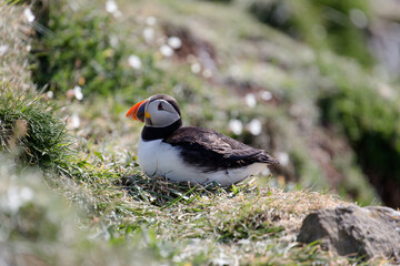 Little Puffin on Isle of Lunga in Scotland