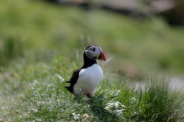 Little Puffin on Isle of Lunga in Scotland