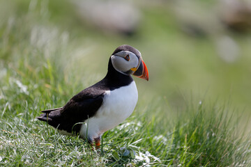 Little Puffin on Isle of Lunga in Scotland