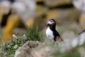 Little Puffin on Isle of Lunga in Scotland