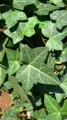 Close-up vertical photo of green ivy on vintage brick old wall background texture
