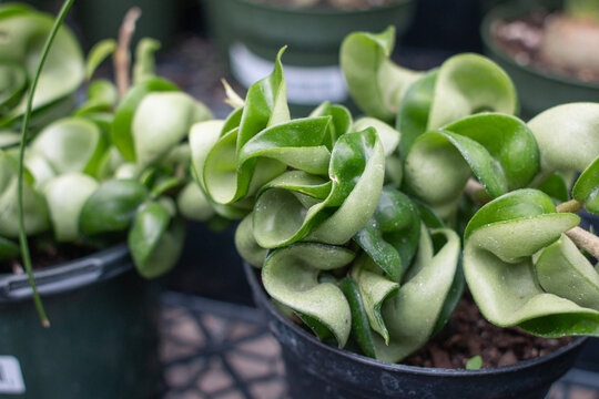 Hoya Hindu Rope