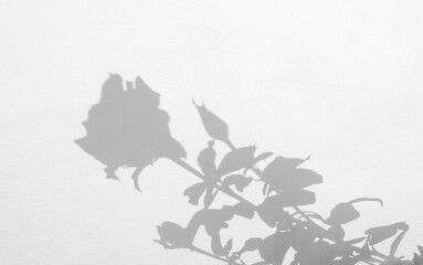 shadows of roses flower and leaf  on a white concrete wall background
