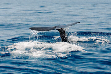 fin whale finback whale Mediterranean Sea Nizza