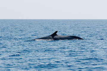 fin whale finback whale Mediterranean Sea Nizza